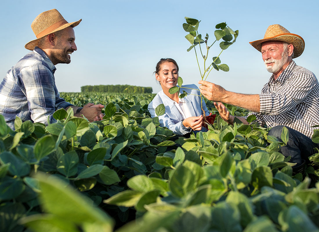 We Are Independent - Cheerful Young Female Insurance Agent with a Young and Old Farmer Watching the Senior Farmer Hold Up a Plant for Inspection on a Soybean Farm