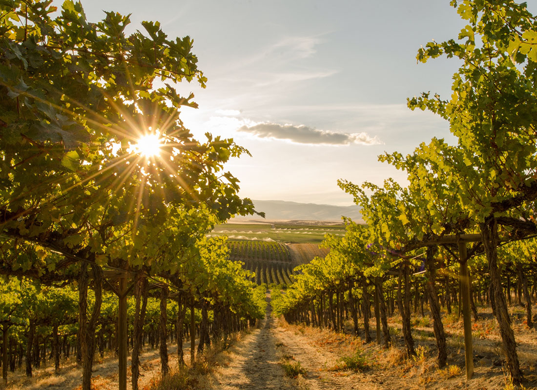 Insurance by Industry - View of Grapes Growing on a Vineyard with a Setting Sun Shining Down on the Crops